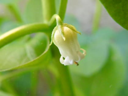 Salpichroa origanifolia - Solanaceae