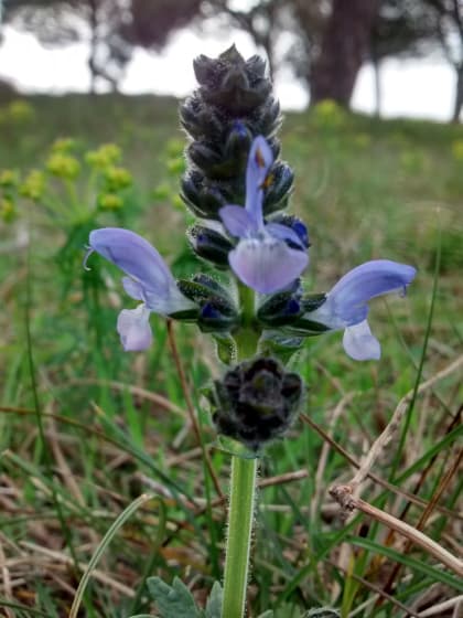 Salvia verbenaca - Lamiaceae