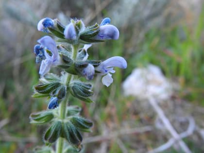 Salvia verbenaca - Lamiaceae