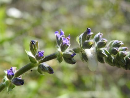 Salvia verbenaca - Lamiaceae