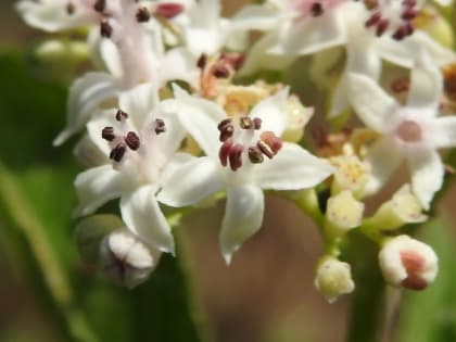 Sambucus ebulus - Adoxaceae