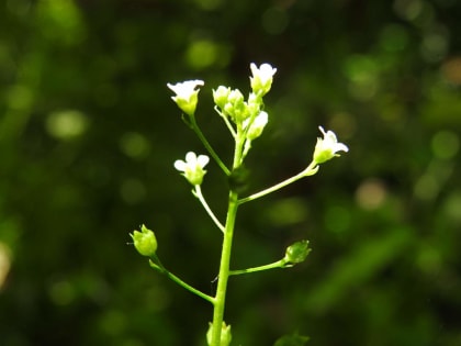 Samolus valerandi - Primulaceae
