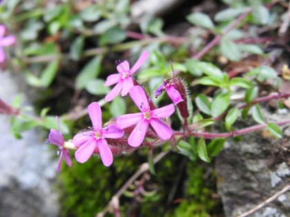 Saponaria ocymoides - Caryophyllaceae