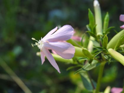 Saponaria officinalis - Caryophyllaceae