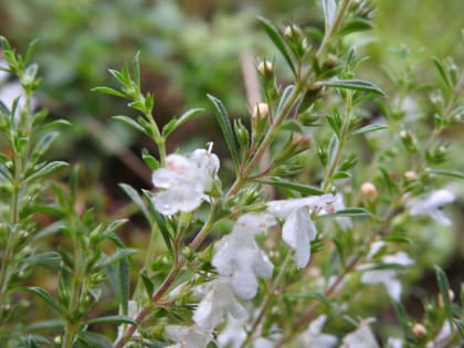 Satureja montana - Lamiaceae