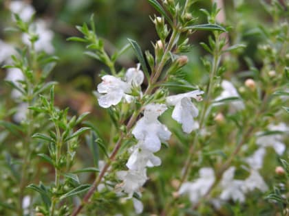 Satureja montana - Lamiaceae