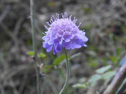 Scabiosa columbaria - Dipsacaceae