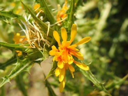 Scolymus hispanicus - Asteraceae