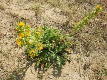 Scolymus hispanicus - Asteraceae