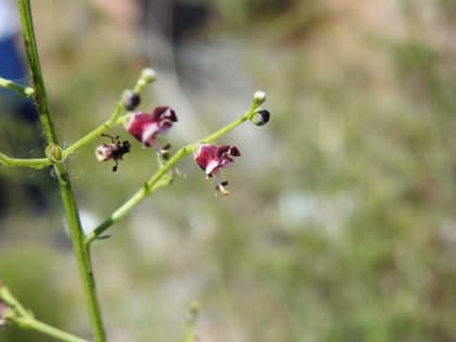 Scrophularia canina - Scrophulariaceae