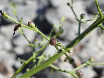 Scrophularia canina - Scrophulariaceae