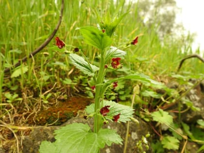 Scrophularia peregrina - Scrophulariaceae