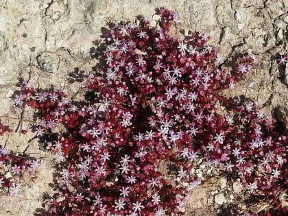 Sedum caeruleum - Crassulaceae