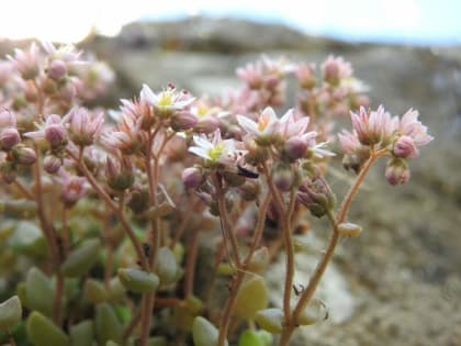 Sedum dasyphyllum - Crassulaceae