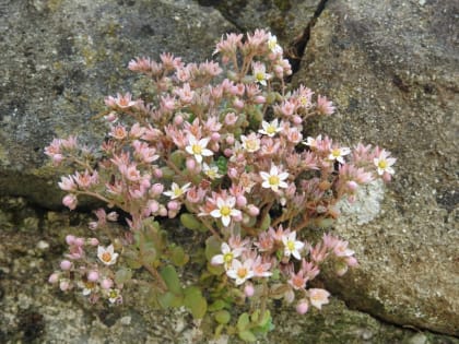 Sedum dasyphyllum - Crassulaceae