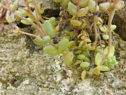 Sedum dasyphyllum - Crassulaceae