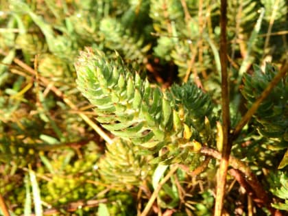 Sedum sexangulare - Crassulaceae