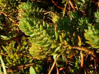 Sedum sexangulare - Crassulaceae