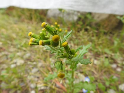 Senecio vulgaris - Asteraceae