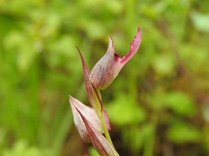 Serapias lingua - Orchidaceae