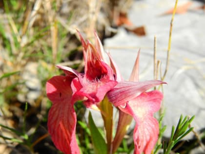 Serapias neglecta - Orchidaceae