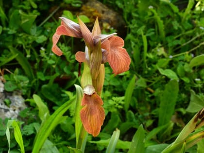 Serapias neglecta - Orchidaceae