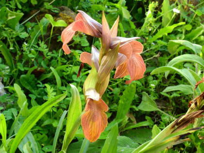 Serapias neglecta - Orchidaceae