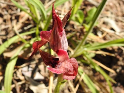 Serapias neglecta - Orchidaceae