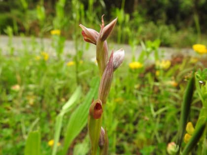 Serapias parviflora - Orchidaceae