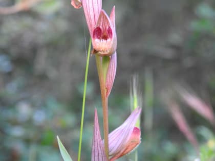 Serapias vomeracea - Orchidaceae