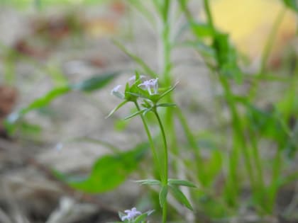 Sherardia arvensis - Rubiaceae