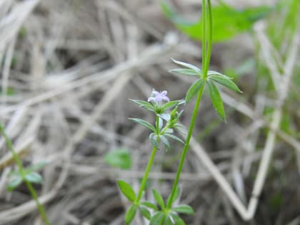 Sherardia arvensis - Rubiaceae