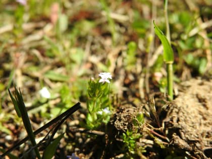 Sherardia arvensis - Rubiaceae