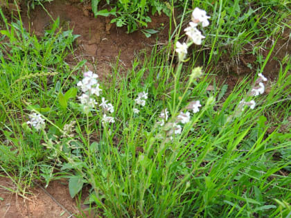 Silene gallica - Caryophyllaceae