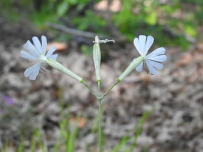 Silene italica - Caryophyllaceae