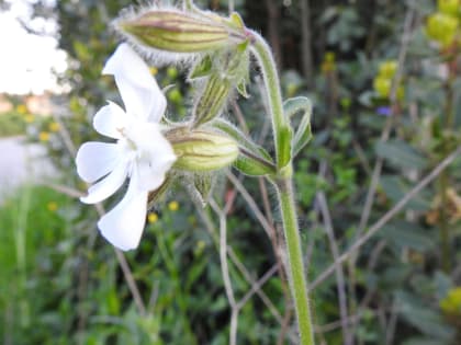 Silene latifolia - Caryophyllaceae