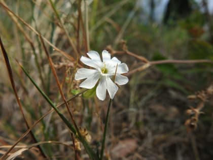 Silene latifolia - Caryophyllaceae