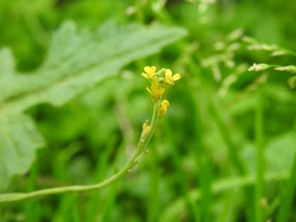 Sisymbrium officinale - Brassicaceae