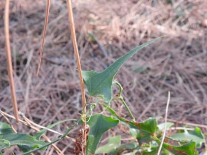 Smilax aspera - Smilacaceae