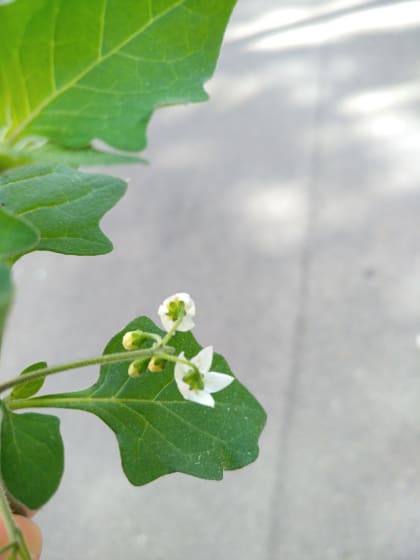 Solanum nigrum - Solanaceae