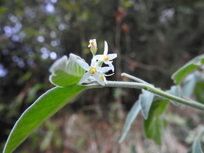 Solanum nigrum - Solanaceae