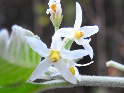 Solanum nigrum - Solanaceae