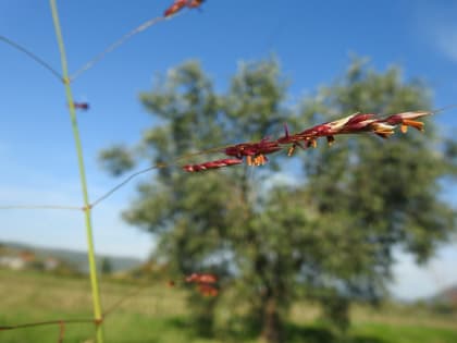 Sorghum halepense - Poaceae