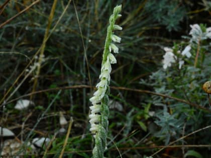 Spiranthes spiralis - Orchidaceae