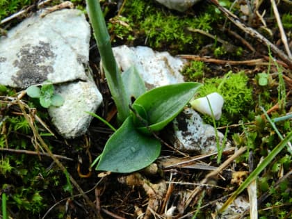 Spiranthes spiralis - Orchidaceae