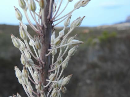 Squilla pancration - Asparagaceae