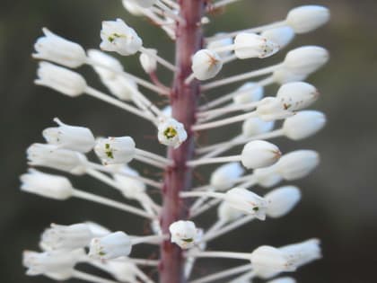 Squilla pancration - Asparagaceae