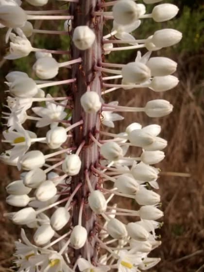 Squilla pancration - Asparagaceae Squilla pancration - Asparagaceae