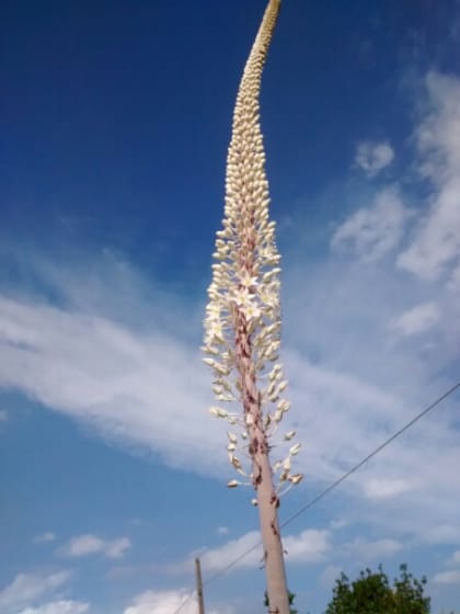 Squilla pancration - Asparagaceae Squilla pancration - Asparagaceae