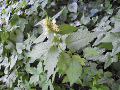 Stachys recta - Lamiaceae